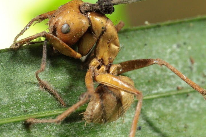 Dead ant zombified by fungus